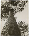 Pine Trees in Pushkin Park, Alexander Rodchenko  Russian, Gelatin silver print