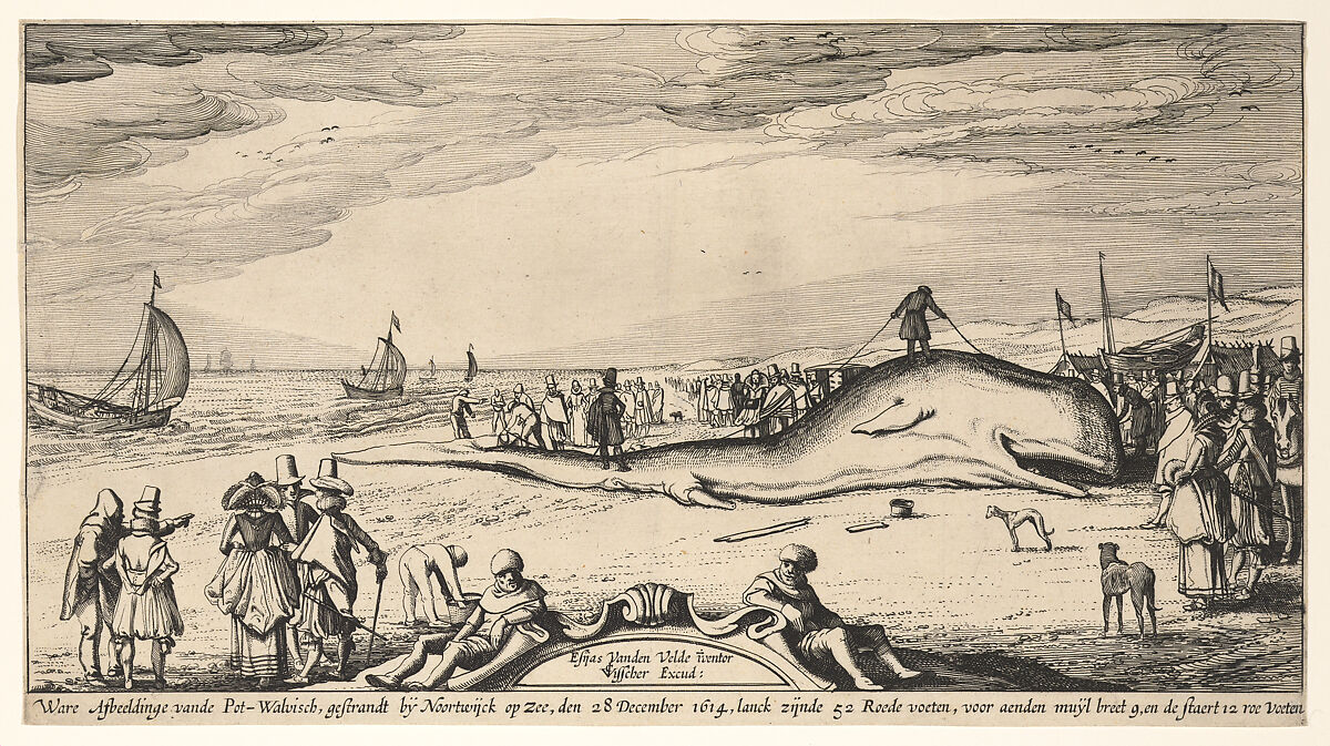 Beached Sperm Whale at Noordwijk, 28 December 1614, Esaias van de Velde  Dutch, Etching