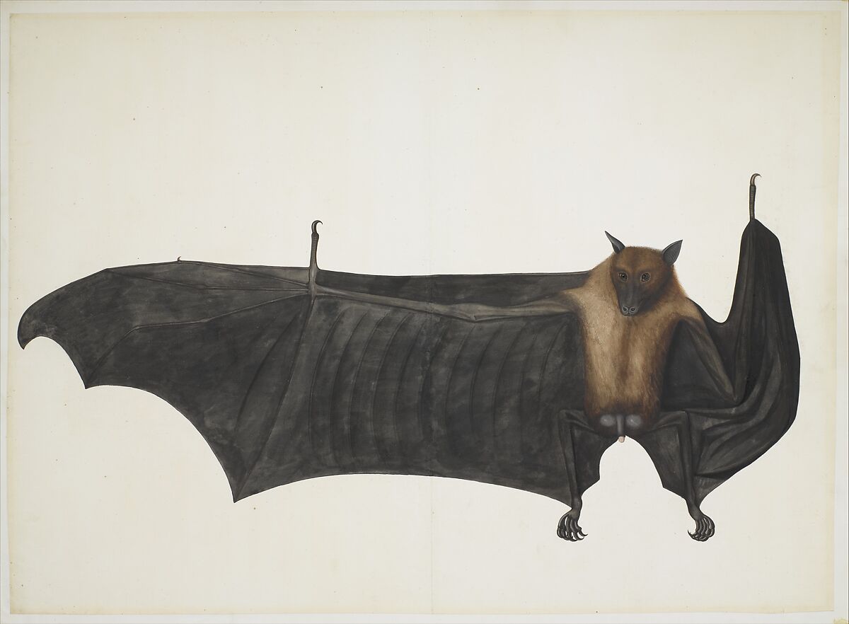 Great Indian Fruit Bat, Bhawani Das or a follower Indian, Pencil, ink, and opaque watercolor on paper